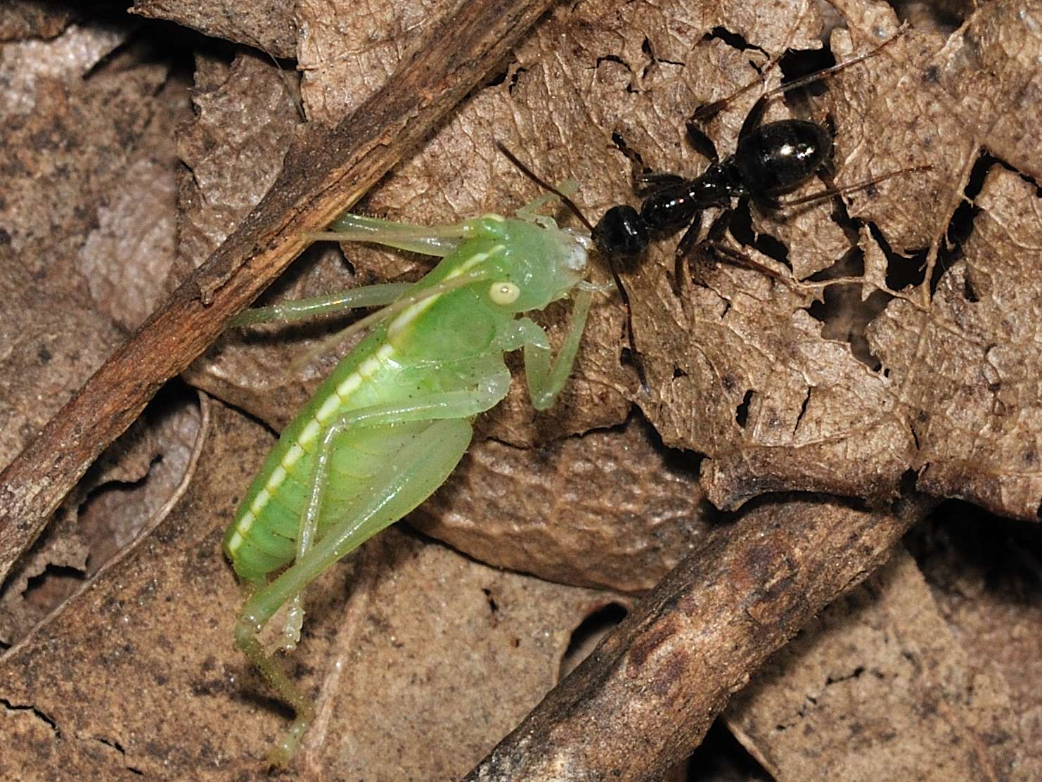 Dura la vita per le formiche! Formica sp.trasporta ortottero